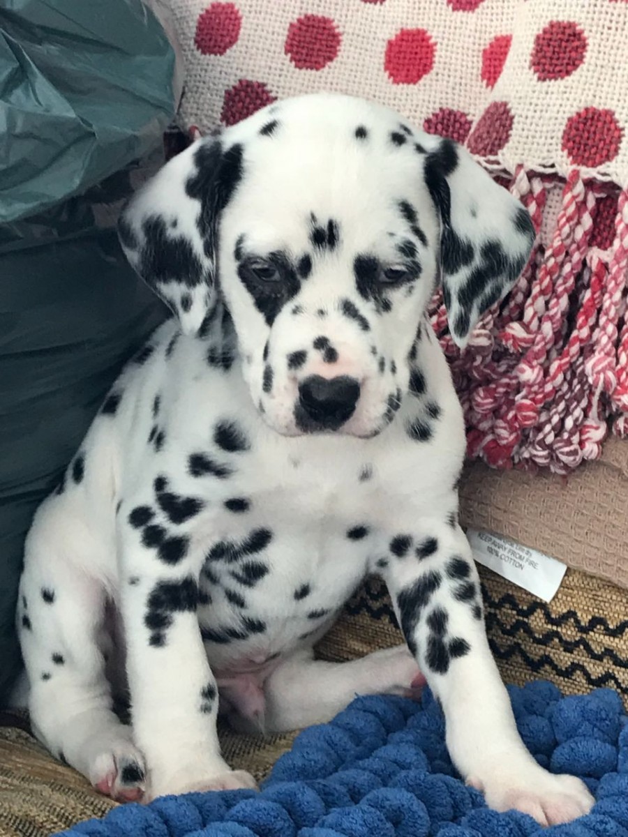 Dalmatian Puppies For Sale Dallas, TX 265134 Petzlover