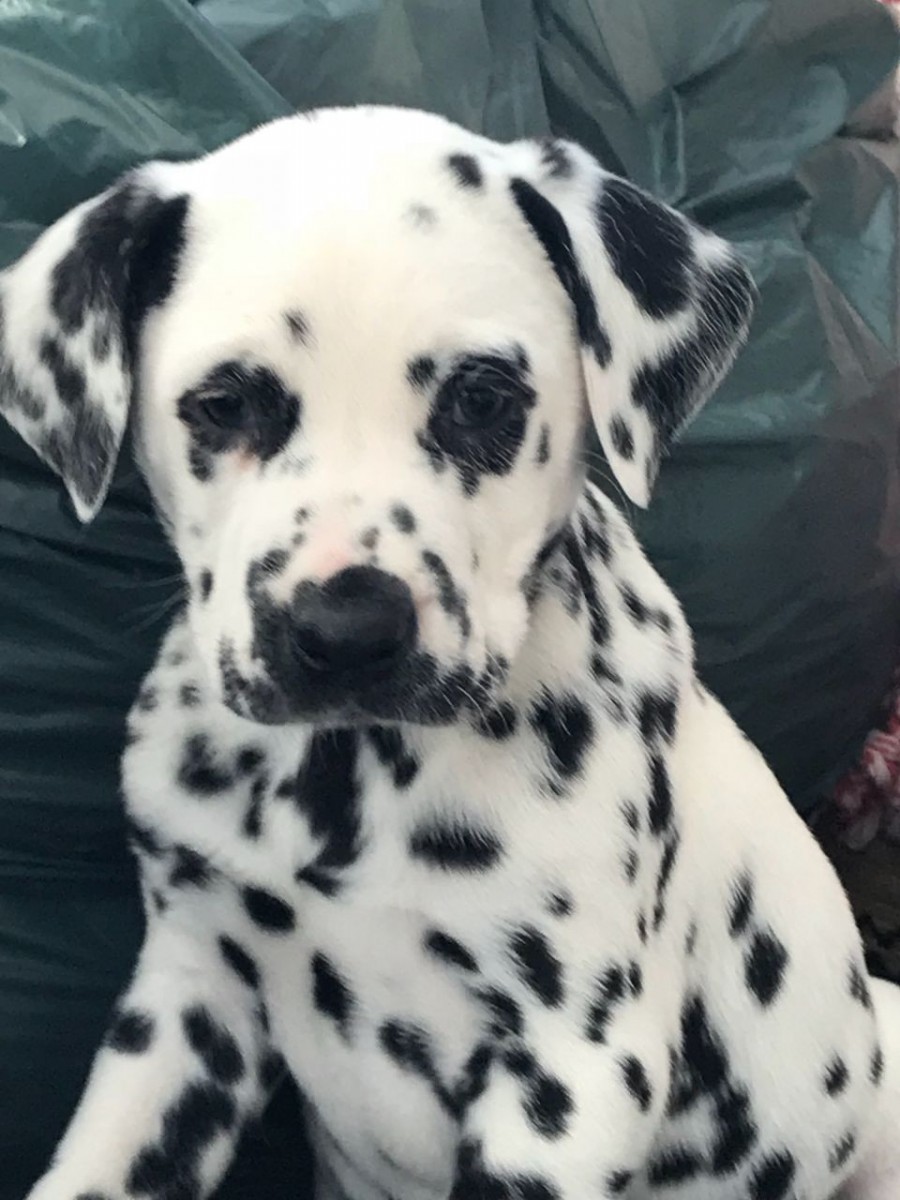 Dalmatian Puppies For Sale Dallas, TX 265139 Petzlover