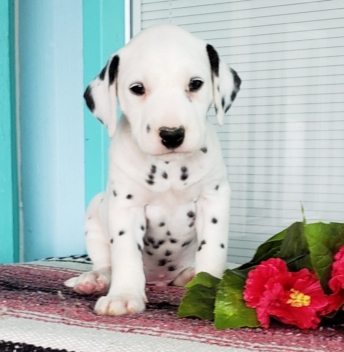 Dalmatian Puppies For Sale Sugarcreek, OH 283569