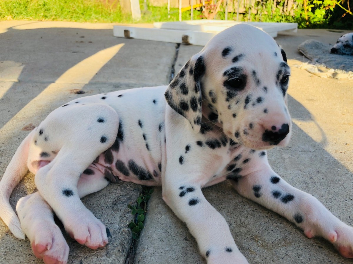 Dalmatian Puppies For Sale San Diego, CA 304810
