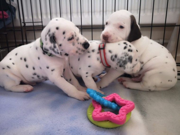 Dalmatian Puppies For Sale Los Angeles, CA 330536
