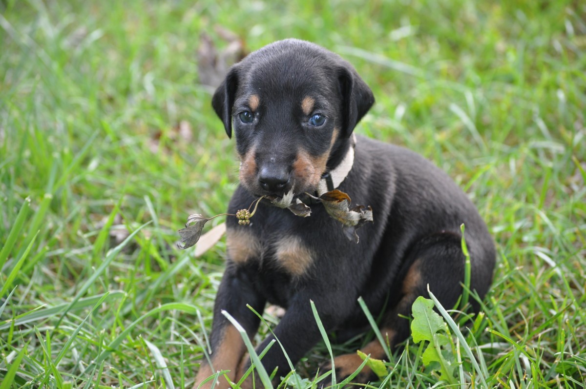 Doberman Pinscher Puppies For Sale | Middletown, OH #165638