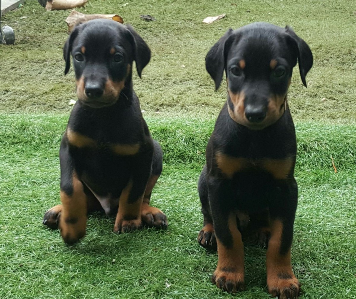 Doberman Pinscher Puppies For Sale Newark, NJ 219309