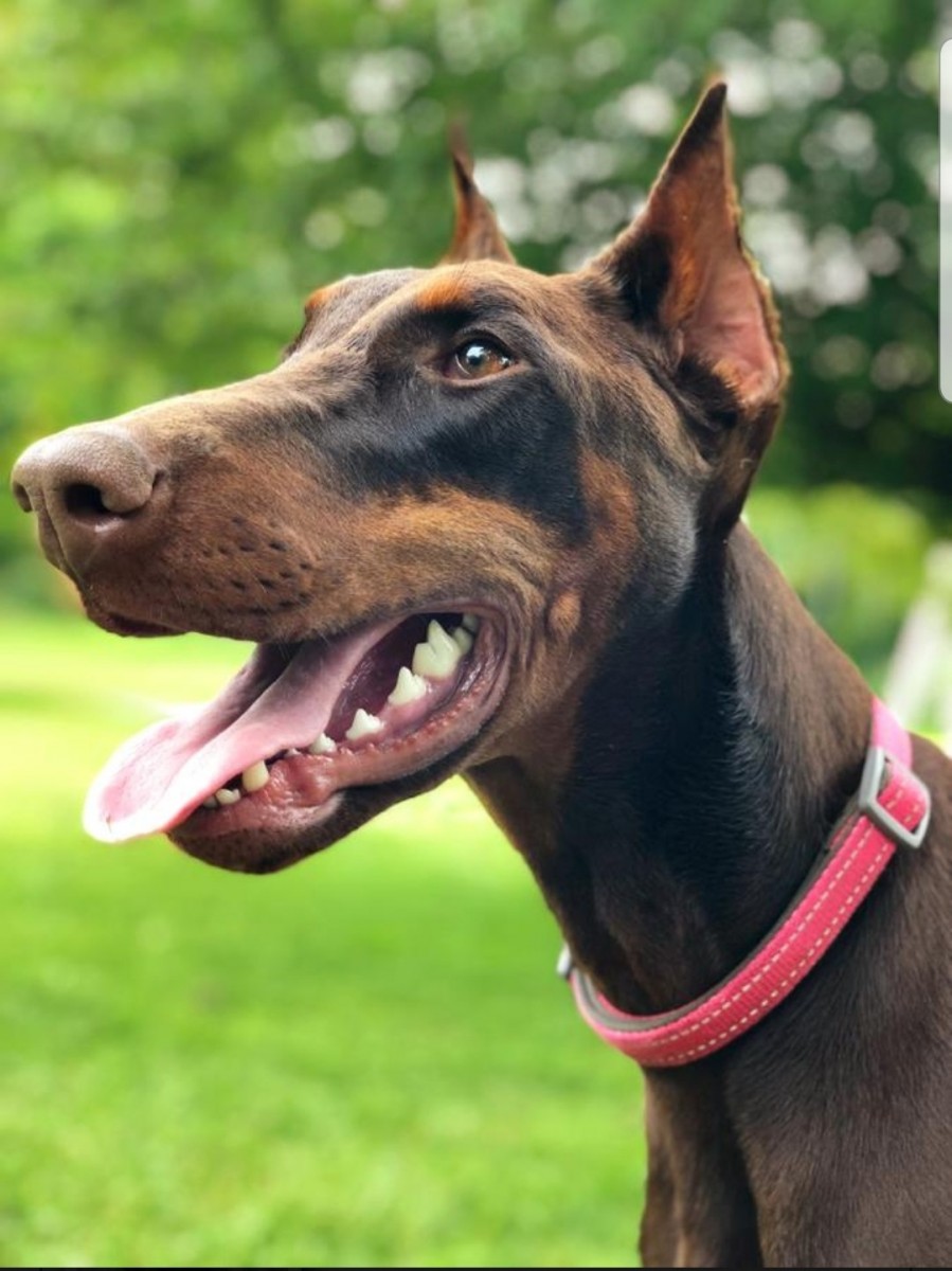 Doberman Pinscher For Sale in Champion Heights, OH (1)