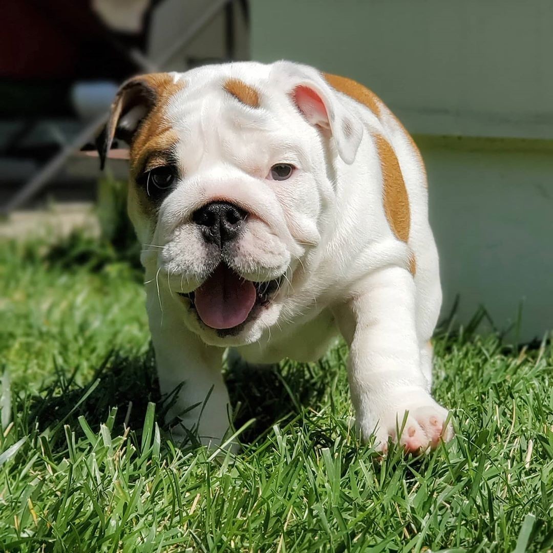 English Bulldog Puppies For Sale | Huntington, WV #369278