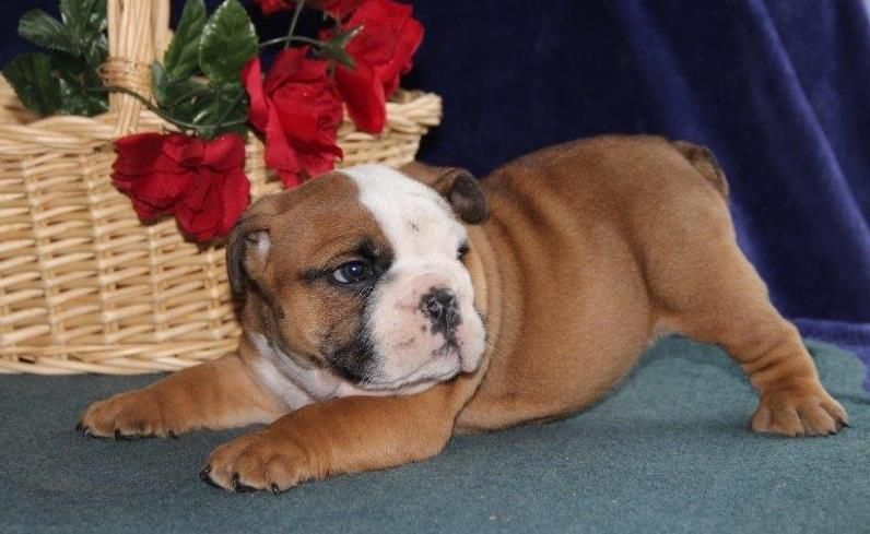 English Bulldog Puppies For Sale New Haven, CT 127770
