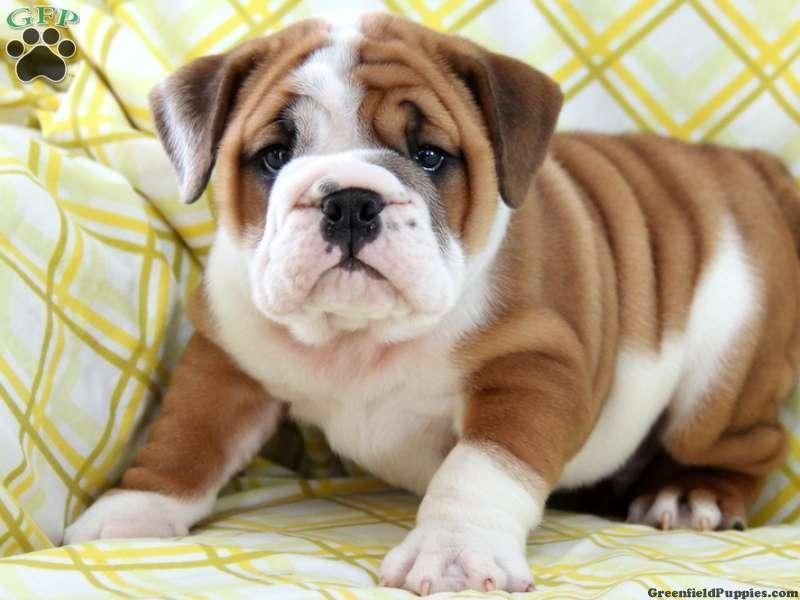 English Bulldog Puppies For Sale Mountain View, WY 128246