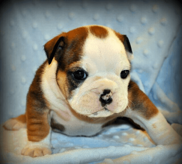 English Bulldog Puppies For Sale Reno, NV 145879