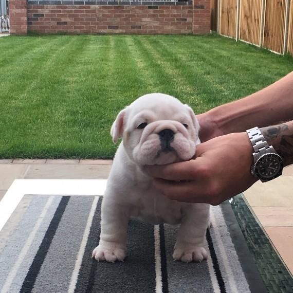 English Bulldog Puppies For Sale Rochester, NY 151804