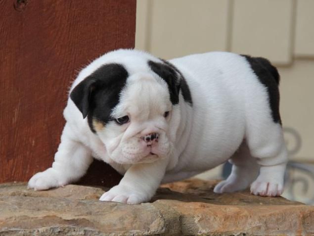 English Bulldog For Sale in Charlotte, NC (27) Petzlover