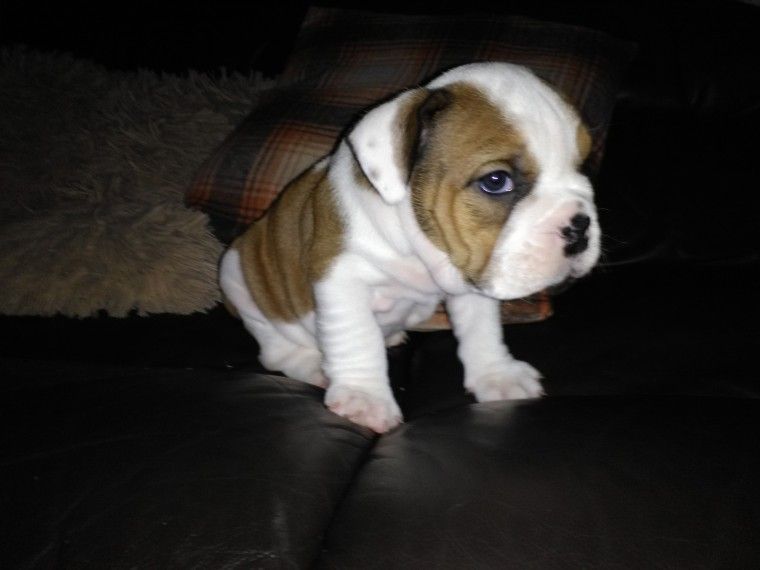English Bulldog Puppies For Sale Des Moines, IA 175443