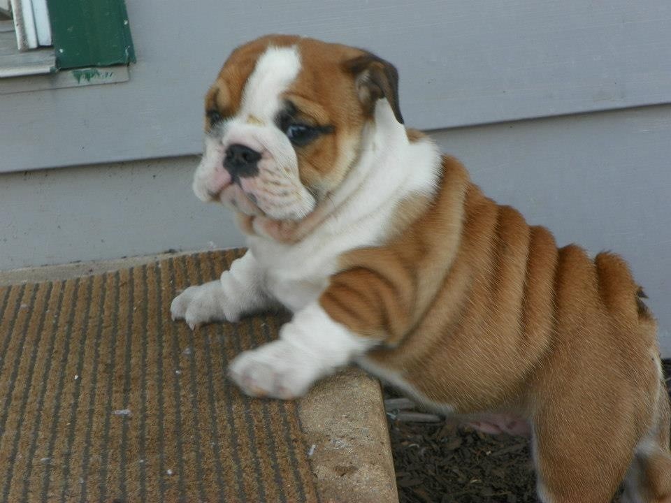 English Bulldog Puppies For Sale North Carolina 55, NC