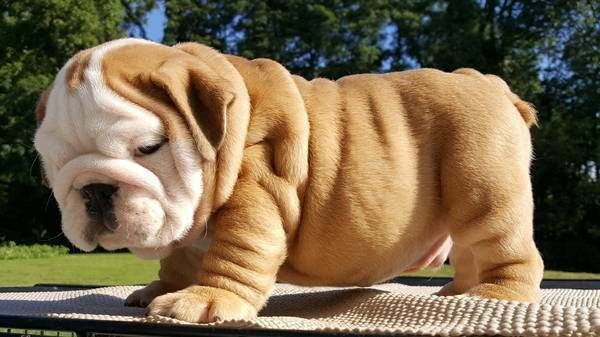 "English Bulldog" For Sale in Sussex County (43) - Petzlover