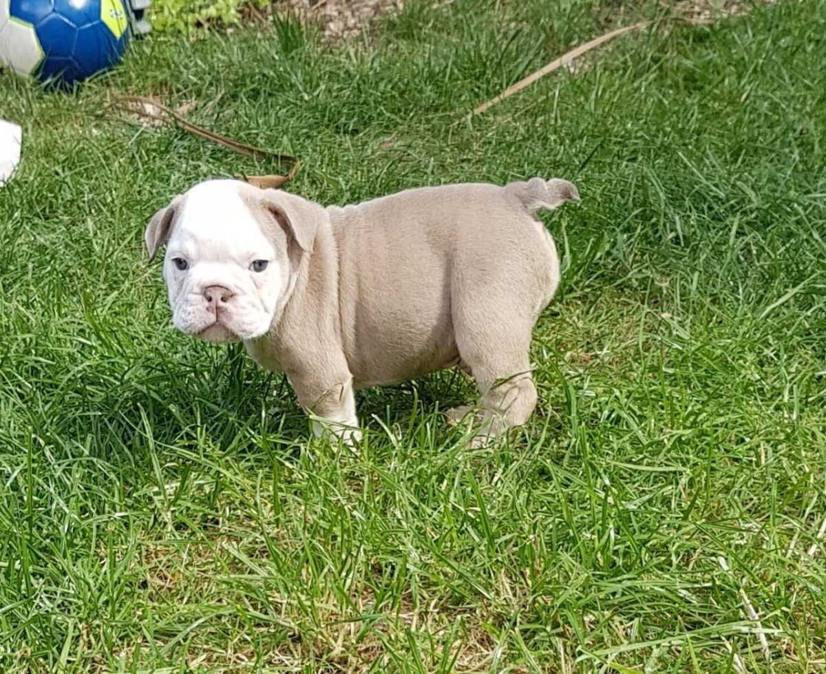 English Bulldog Puppies For Sale National Avenue, WI 207281