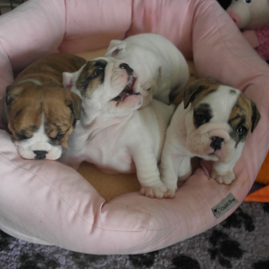 English Bulldog Puppies For Sale San Jose, CA 247702