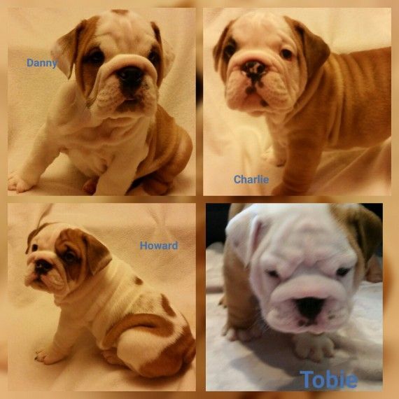 English Bulldog Puppies For Sale Indianapolis, IN 249555