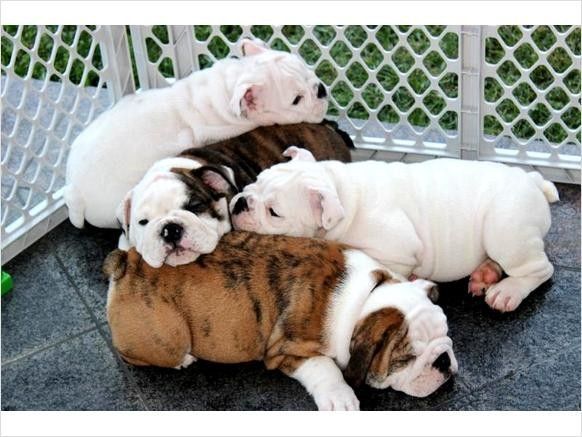 English Bulldog Puppies For Sale Portland, OR 254447