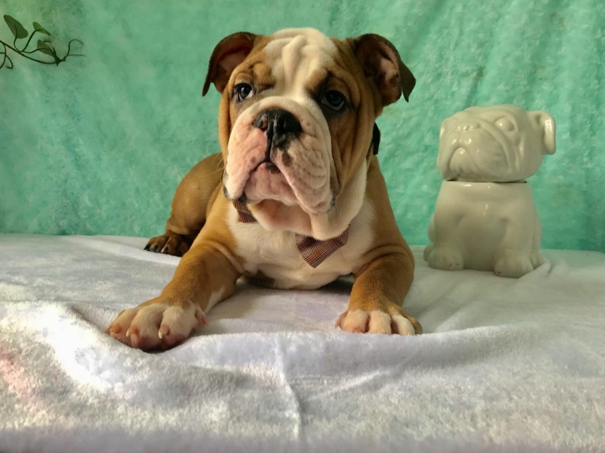 English Bulldog For Sale in Rhode Island (25) Petzlover
