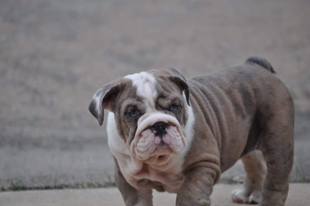 English Bulldog Puppies For Sale Houston, TX 273570
