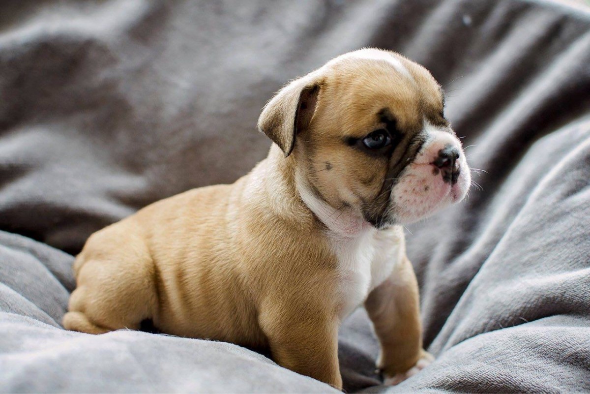 English Bulldog Puppies For Sale Charleston, SC 280588