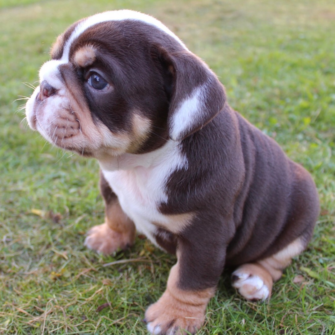 42 Top Pictures English Bulldog Puppies For Sale In