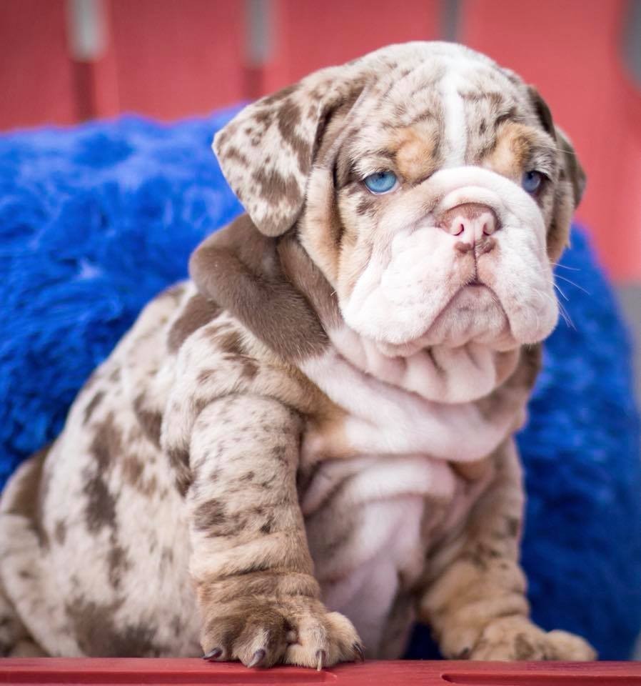 English Bulldog Puppies For Sale Manchester, ME 293480
