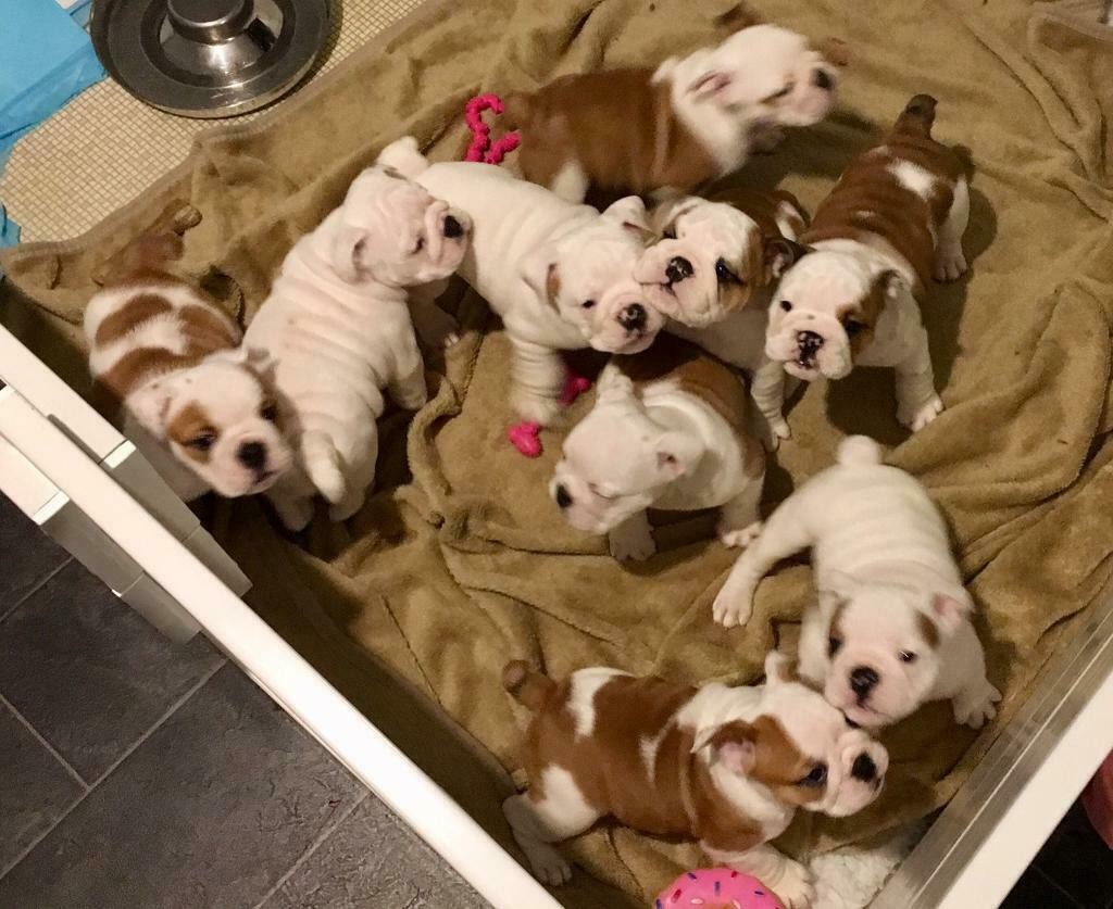 English Bulldog Puppies For Sale Cincinnati, OH 296588