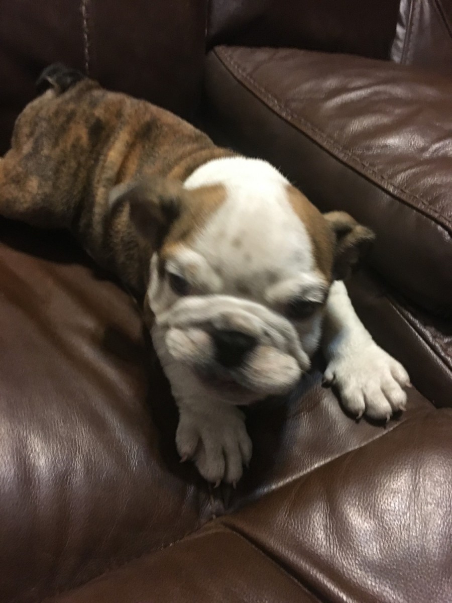 English Bulldog Puppies For Sale Houston, TX 300615