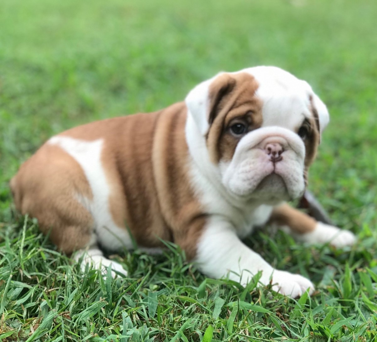 English Bulldog Puppies For Sale Pikeville, KY 308423