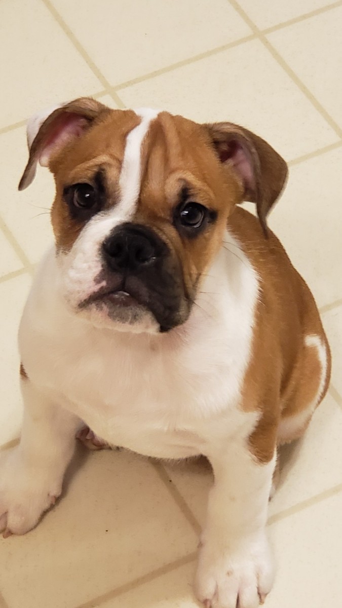 English Bulldog For Sale in West Virginia (56) Petzlover