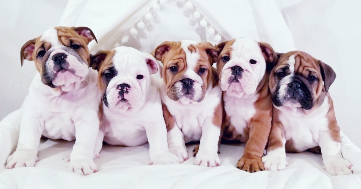 English Bulldog For Sale in Erie County (19) Petzlover