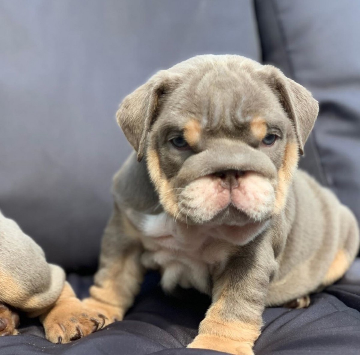 English Bulldog Puppies For Sale Canada, KY 330629