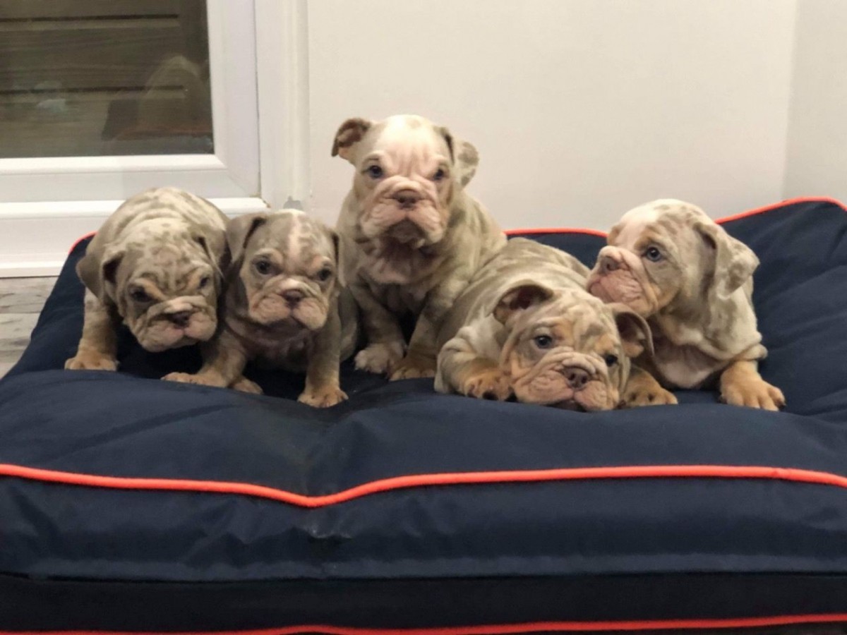 English Bulldog Puppies For Sale | Phoenix, AZ #331730
