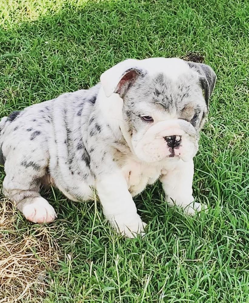 English Bulldog Puppies For Sale In Texas Cheap English