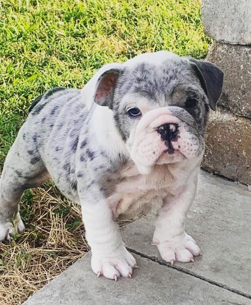 English Bulldog Puppies For Sale In Texas Under 1000