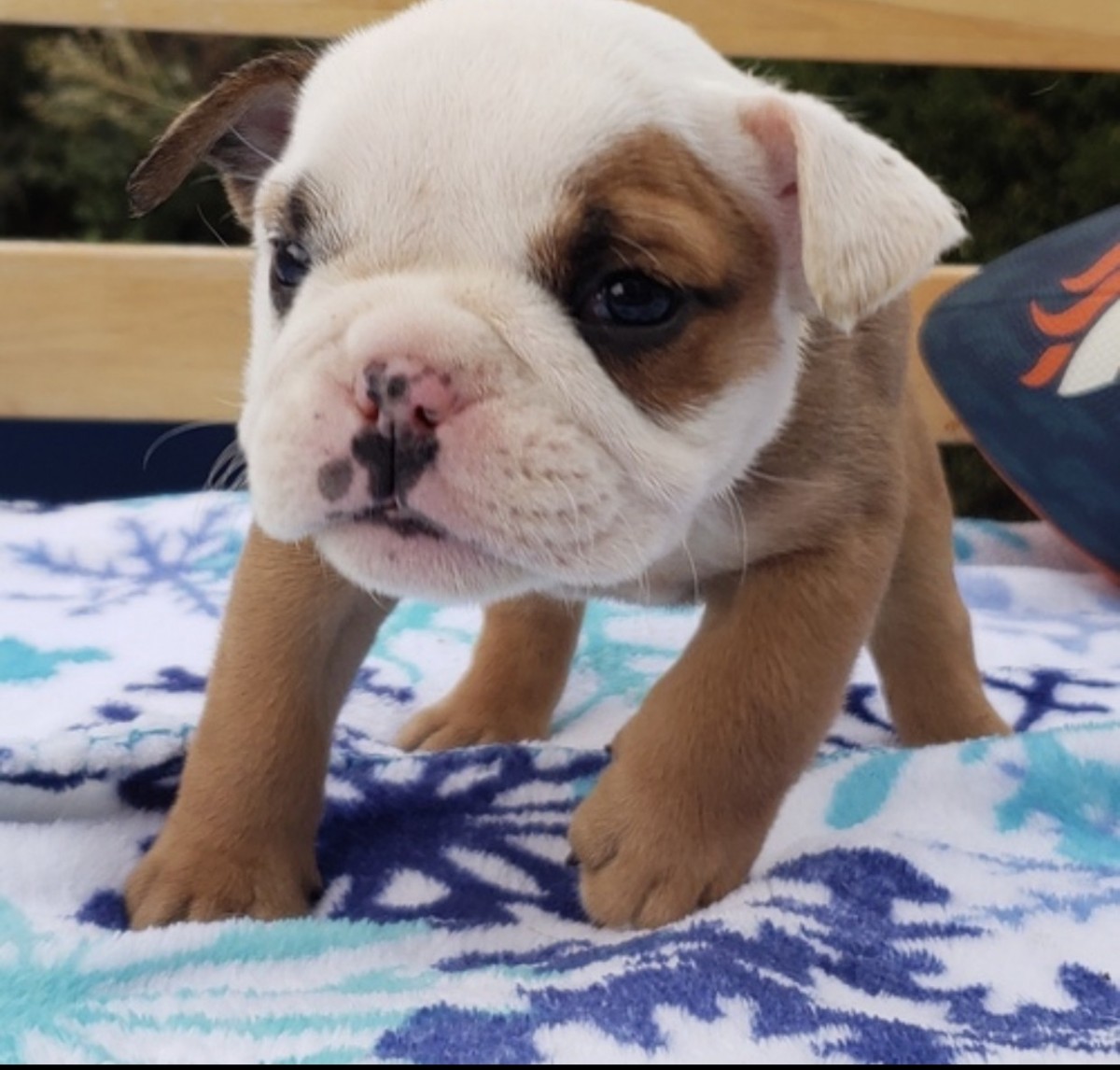 English Bulldog Puppies For Sale Massachusetts Avenue