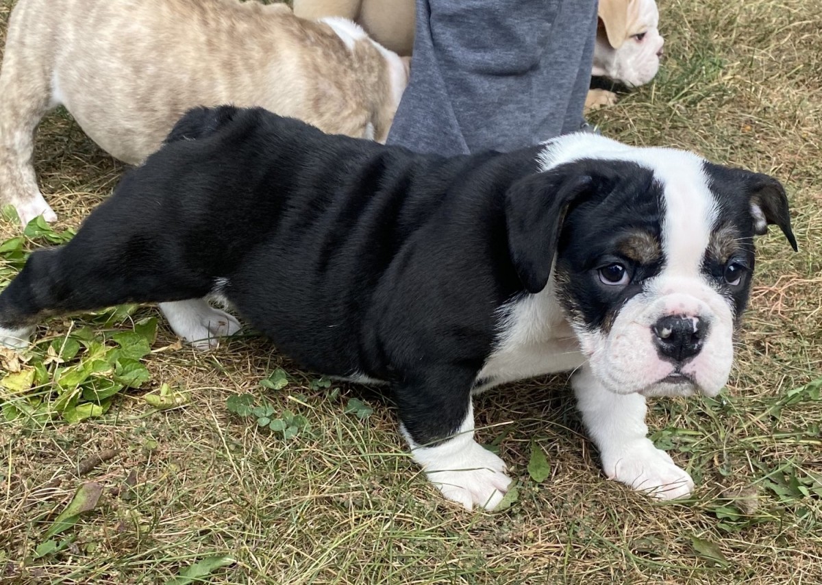 English Bulldog For Sale in Indiana (284) Petzlover