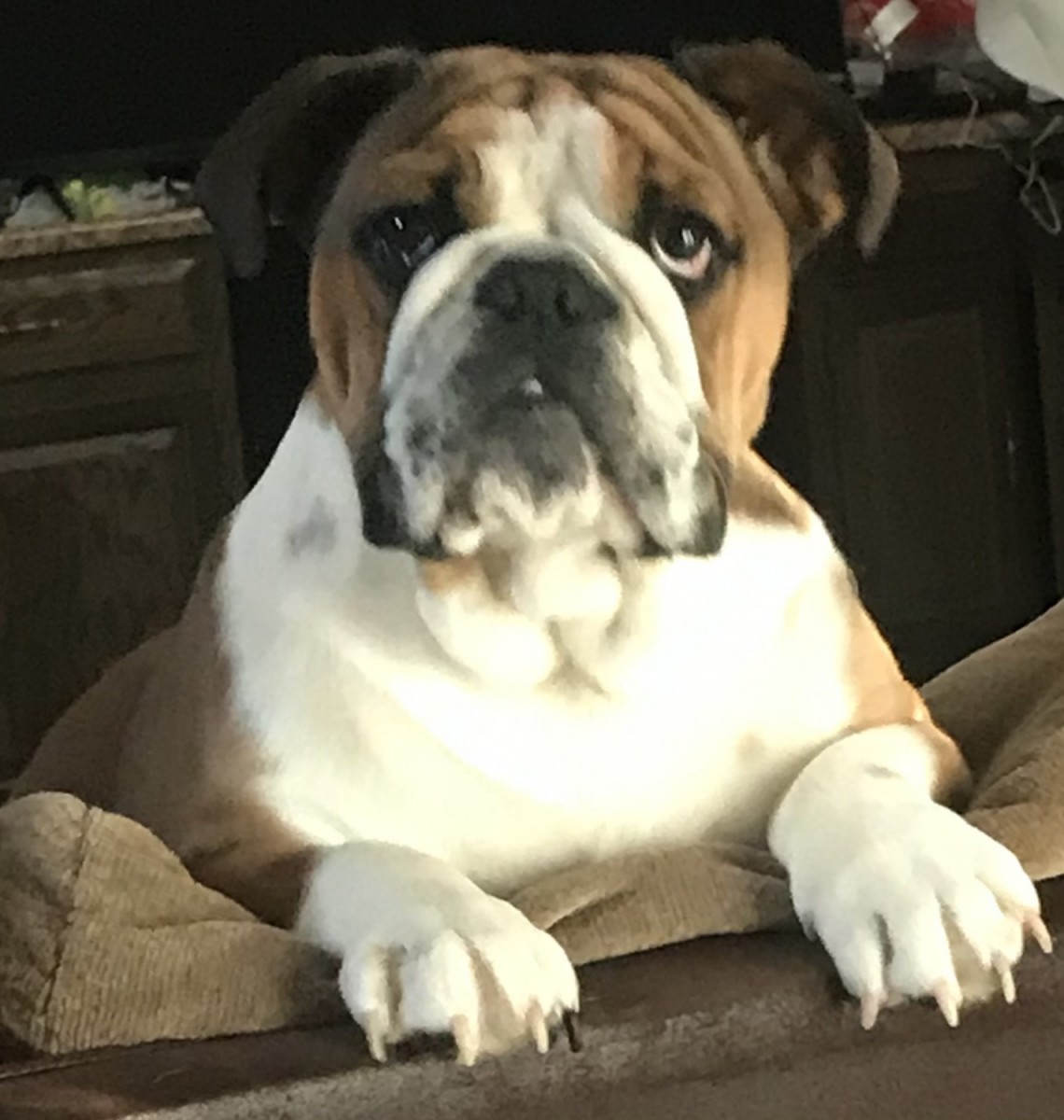 English Bulldog For Sale in West Virginia (58) Petzlover