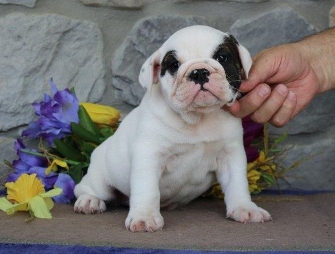 English Bulldog Puppies For Sale | Phoenix, AZ #357002