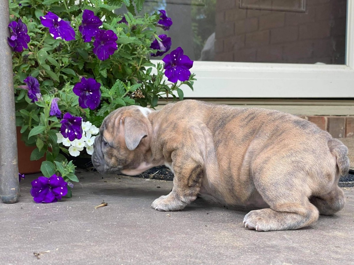 English Bulldog Puppies For Sale Sevierville, TN 335970