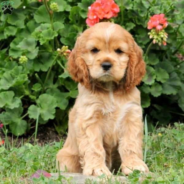 "English Cocker Spaniel" Puppies for sale in New Holland,...