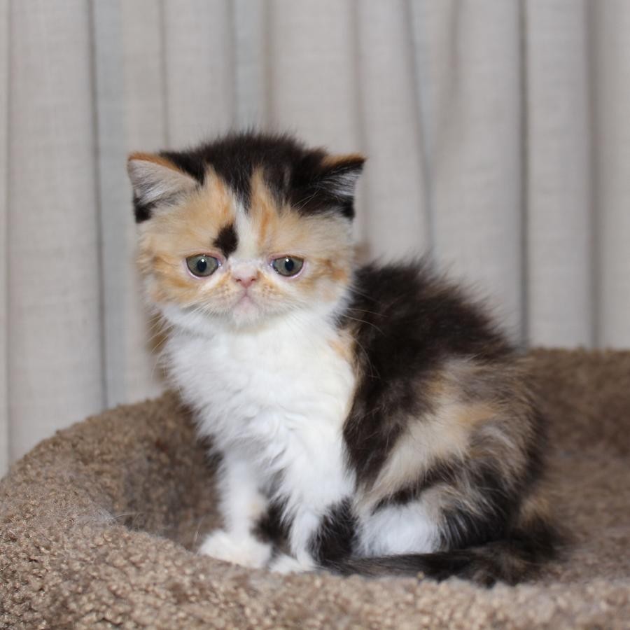 Exotic Shorthair Cats For Sale | Philadelphia, PA #247202