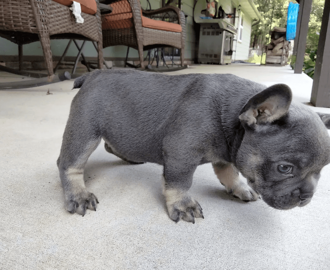 French Bulldog For Sale in Arkansas (109) Petzlover