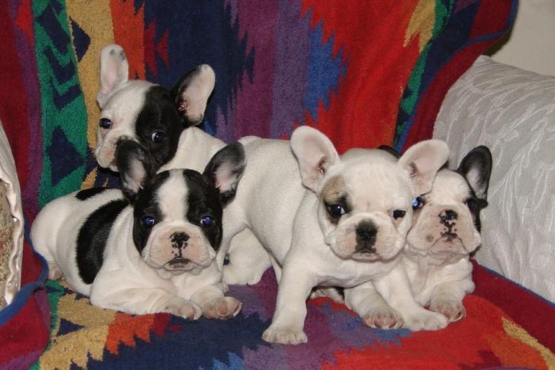 French Bulldog Puppies For Sale Lafayette, LA 74547