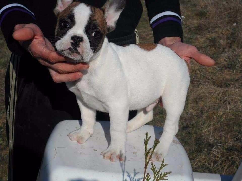 French Bulldog Puppies For Sale Seattle, WA 76939