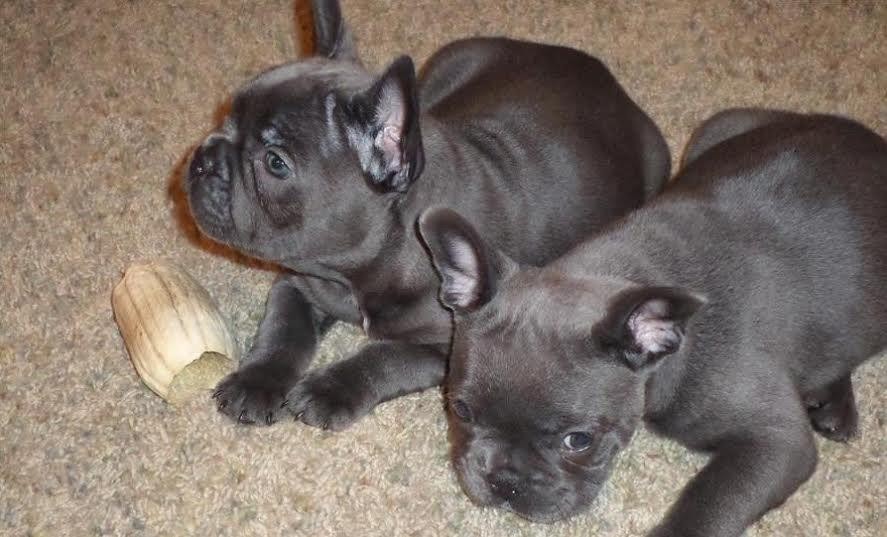French Bulldog Puppies For Sale Milwaukee, WI 104984