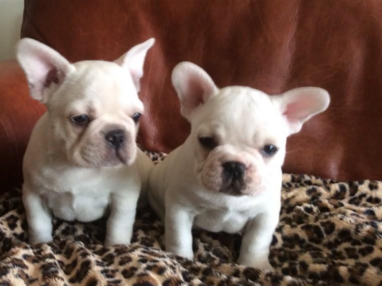 French Bulldog Puppies For Sale Anchorage, AK 132907