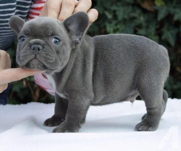 20 Best Pictures French Bulldog 700 Michigan North Star