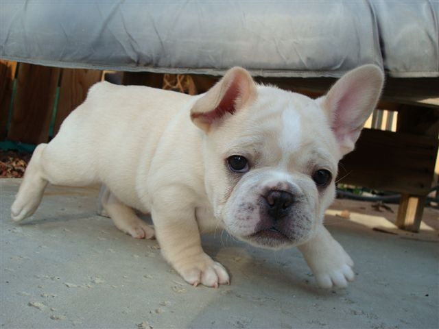 French Bulldog Puppies For Sale | Memphis, TN #165065