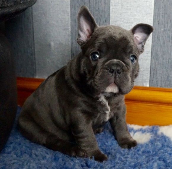 French Bulldog Puppies For Sale Charlotte, NC 169776